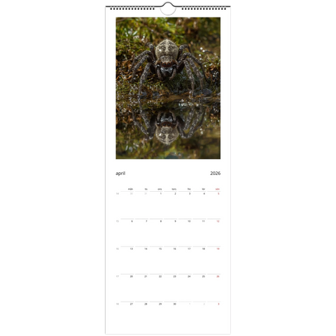 Detaljerad gråbrun spindel vid vattenkant med spegelbild, Väggkalender 2026.