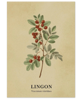 Botanisk illustration av en lingonkvist med röda bär och gröna blad på åldrat beige papper med texten Lingon.