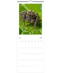 Makrobild av hoppspindel med stora gröna ögon på daggigt blad, Väggkalender 2026.