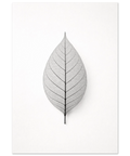 Grafisk illustration av ett enskilt blad i genomlysning – minimalistisk svartvit poster