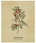 Närbild på en vintageposter föreställande lingon i dämpade färger med botaniskt namn skrivet nertill.