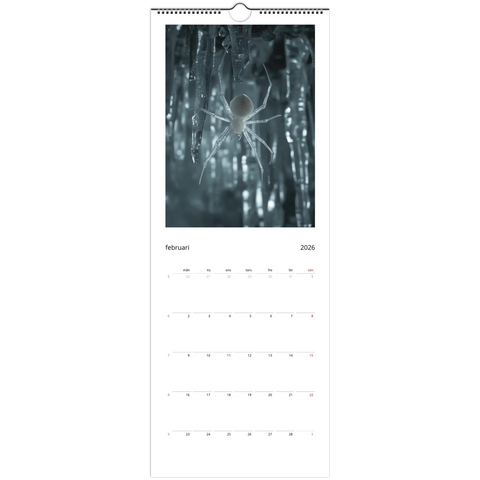 Spindelkalender 2026: vit spindel bland istappar, februari månad.