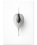 Svartvit botanisk konst av en physalis med nätliknande struktur – minimalistisk poster