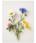 Botanisk poster med en bukett av prästkrage, blåklint, smörblomma och rödklöver mot vit bakgrund.