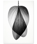 Svartvit poster med genomlysta bladnerver i en minimalistisk och grafisk stil
